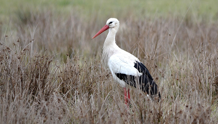 Halte migratoire des rapaces, des échassiers et des passereaux